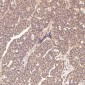 Anti-IRF3 Rabbit Monoclonal Antibody